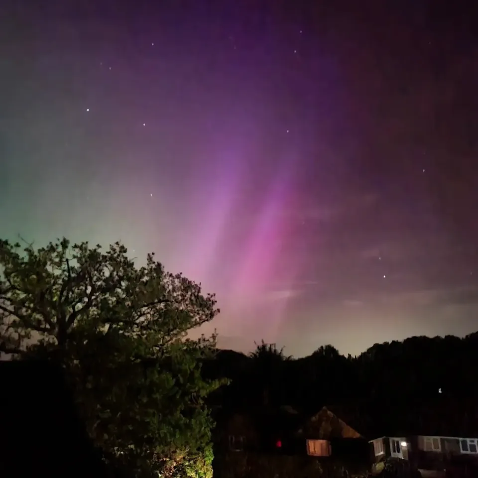 Pink and purple aurora glowing above dark trees