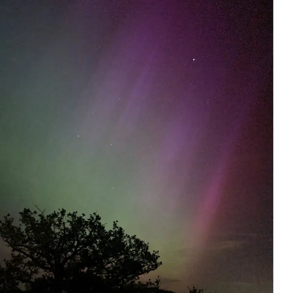 Pink and green aurora streaks above a treeline