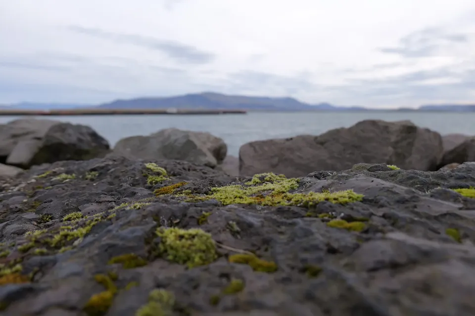 Moss on dark volcanic rock by the sea, with a flat-topped mountain across the bay