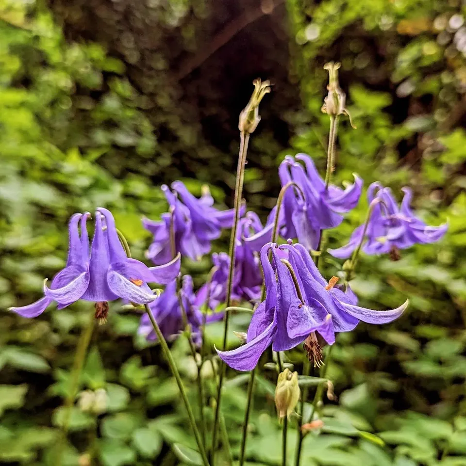 Close-up of purple bluebell flowers