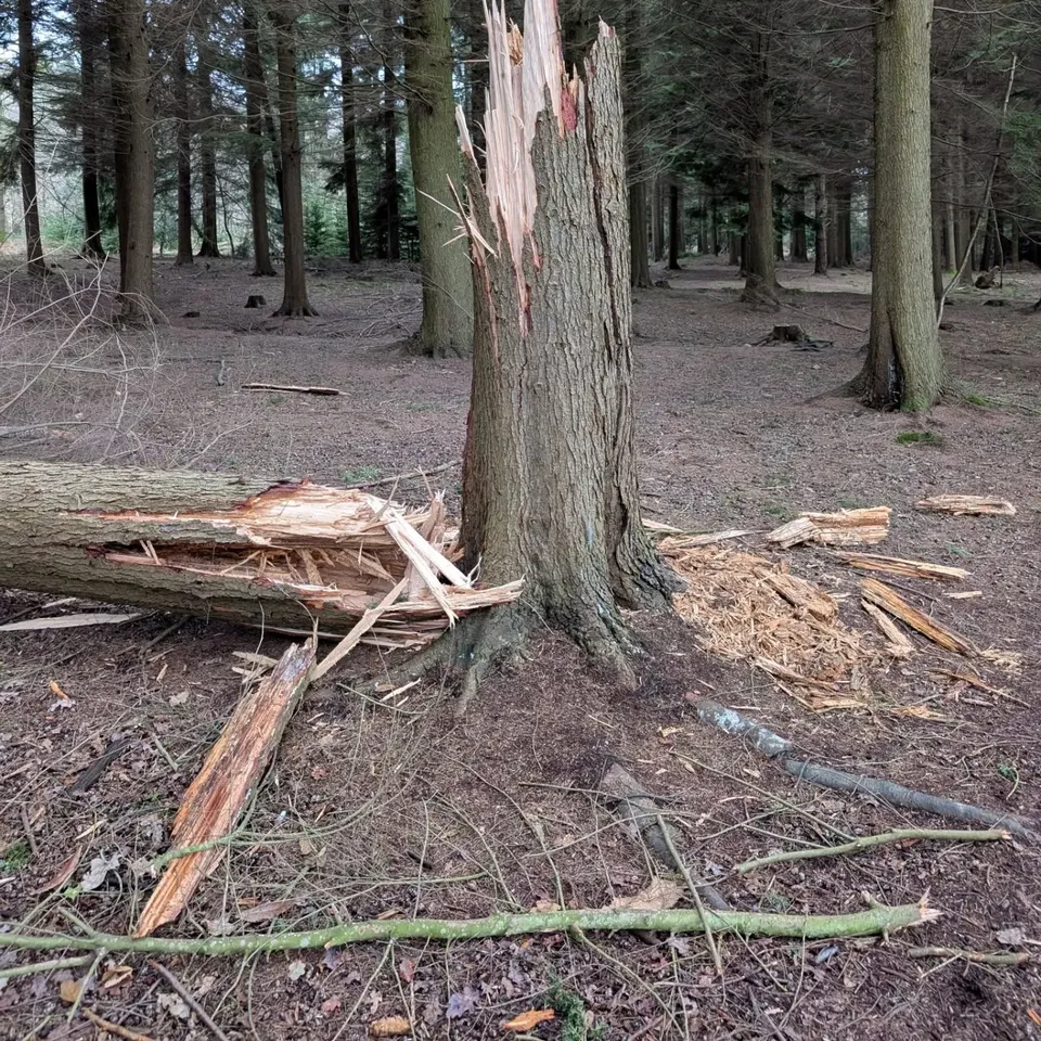 A snapped pine tree in a conifer plantation
