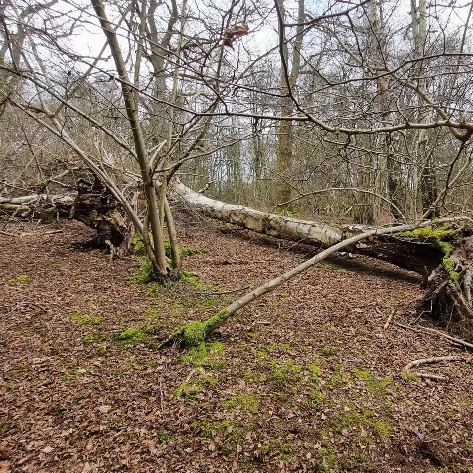 Fallen trees and moss in winter woodland