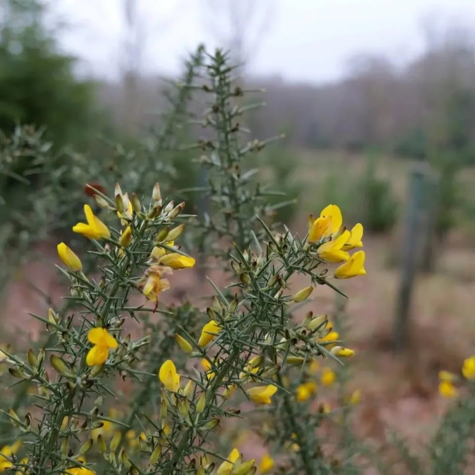 Yellow gorse flowers in heathland
