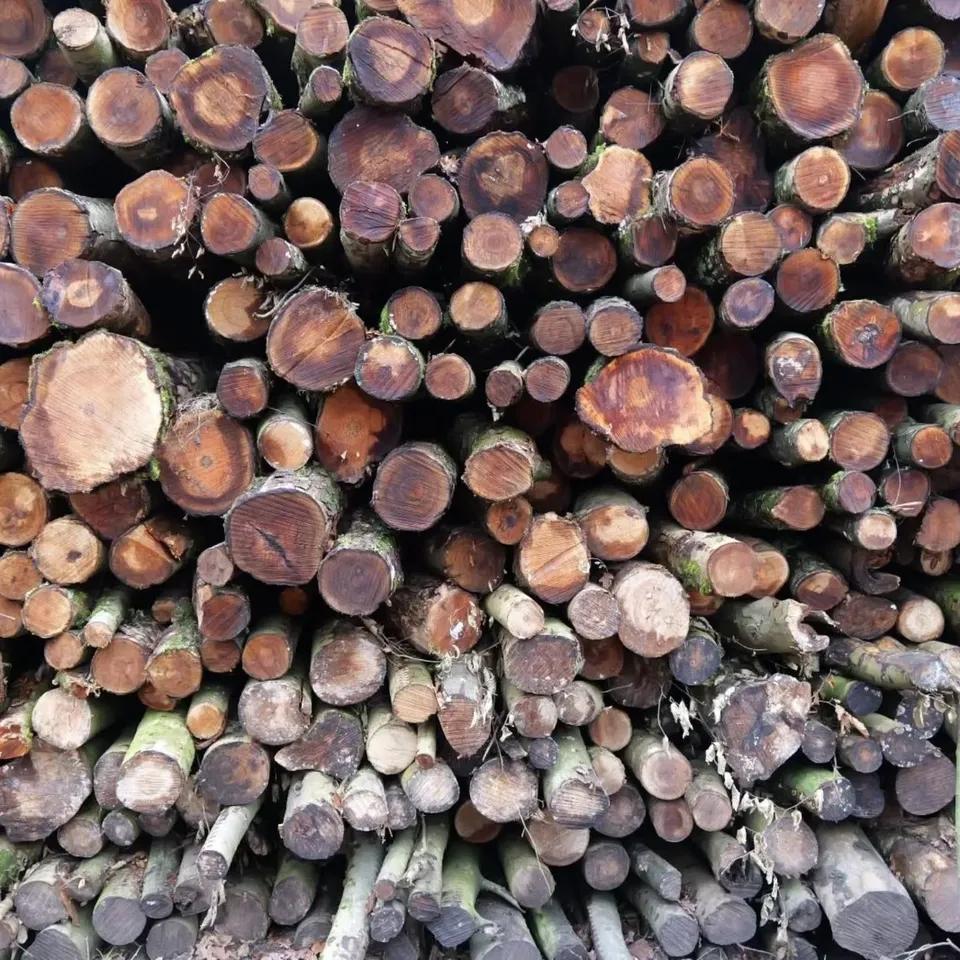 The cut ends of a pile of logs